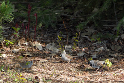 Harris's & White-crowned