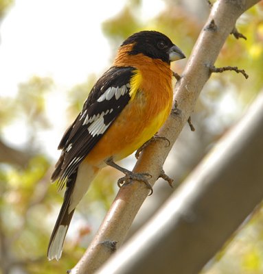 Black-headed Grosbeak