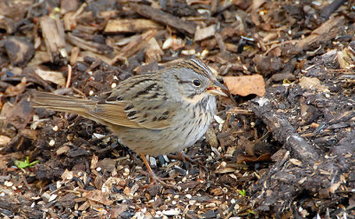 Lincoln's Sparrow
