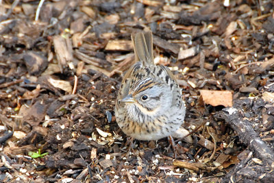 Lincoln's Sparrow