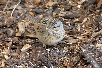 Lincoln's Sparrow
