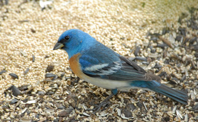 Lazuli Bunting - Male