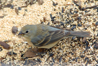 Lazuli Bunting - Female
