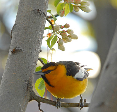 Bullock's Oriole