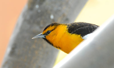 Bullock's Oriole