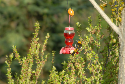 Bullock's Oriole Male