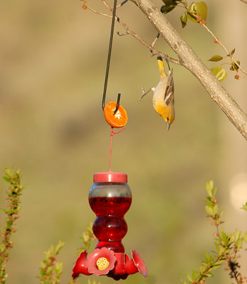 Acrobat Oriole