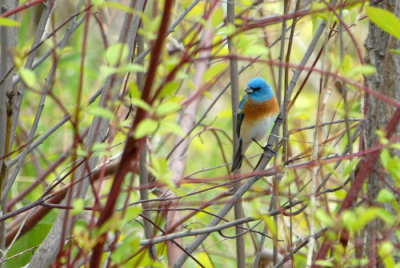Bunting in the Bush