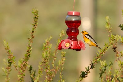 Bullock's Oriole