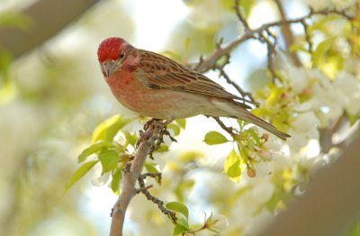 Cassin's Finch