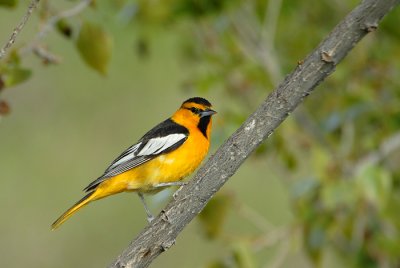 Bullock's Oriole