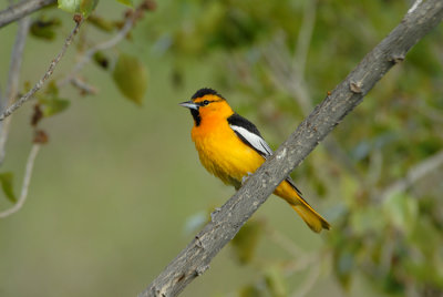Bullock's Male