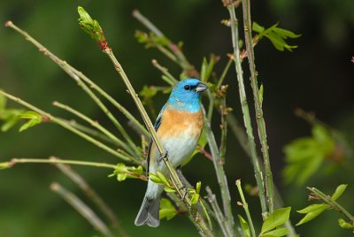 Lazuli Bunting