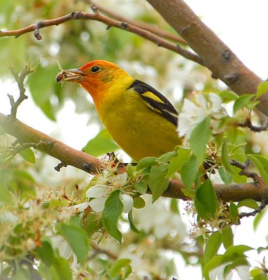 Tanager & Bee