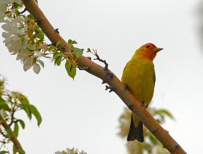 Western Tanager