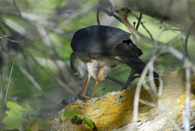 Finch Feast