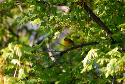 Wilson's Warbler
