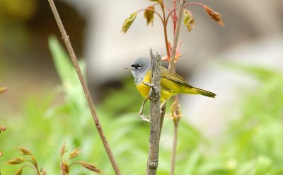 Macgillivray's Warbler