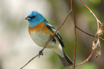 Lazuli