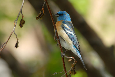 Lazuli