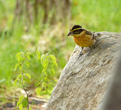 Black-headed Grosbeak