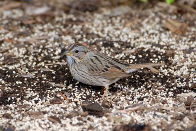 Lincoln's Sparrow