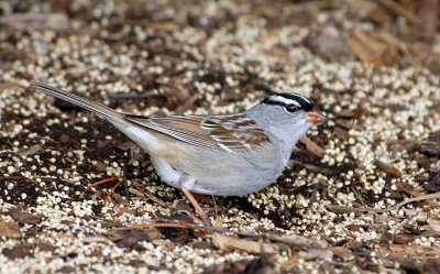 White-crowned Sparrow