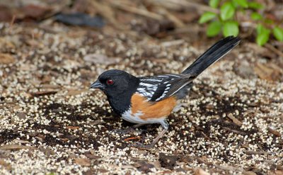 Spotted Towhee