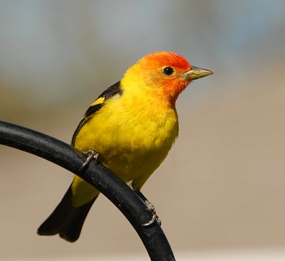 Western Tanager