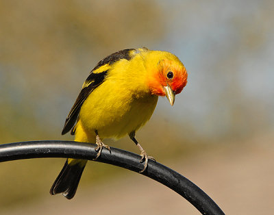 Western Tanager