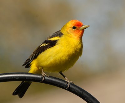 Western Tanager