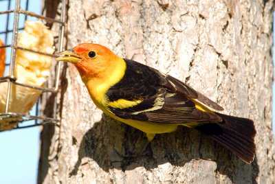 Western Tanager