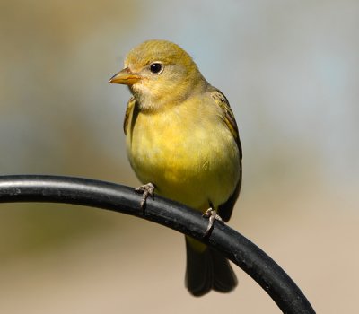 Western Tanager - Female