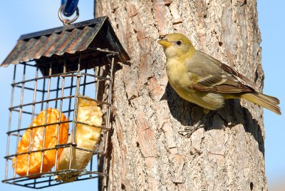 Western Tanager