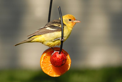 Western Tanager