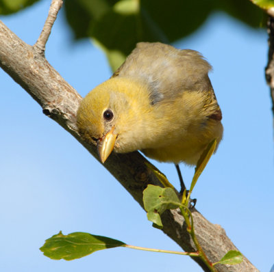 Western Tanager