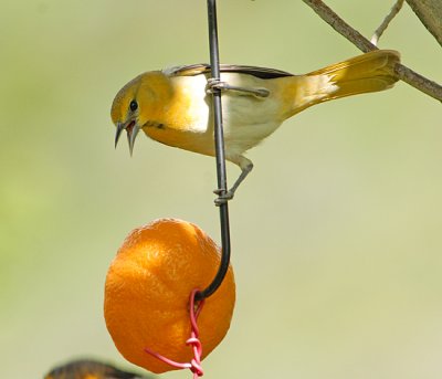 Bullock's Oriole