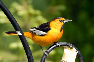 Bullock's Oriole