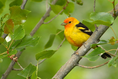 Western Tanager