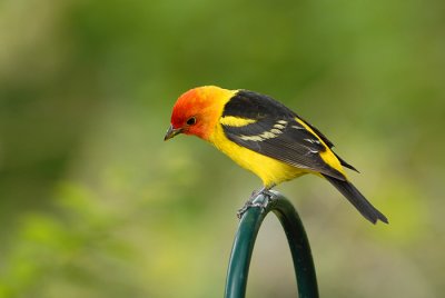 Western Tanager
