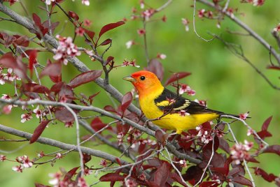 Western Tanager