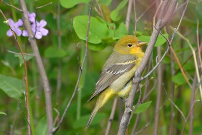 Western Tanager - Female