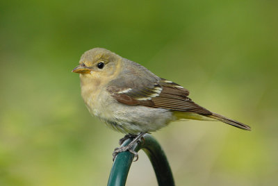 Western Tanager