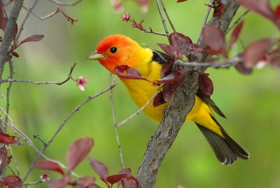 Western Tanager