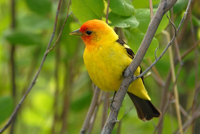 Western Tanager