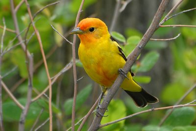 Western Tanager