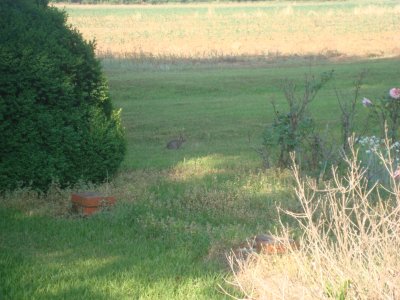 Scenes and Flowers from Bishopville