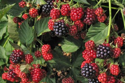 Blackberries7968-w.jpg