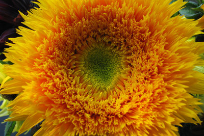 Sunflower3540w.jpg