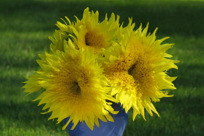 SunflowerLemonAura3322w.jpg